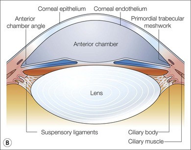 <p>describe the anterior chamber of the eye</p>