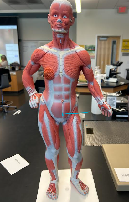 <p>pelvic</p>