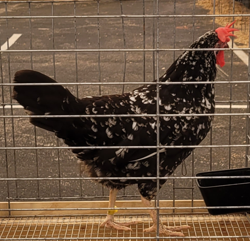 <p>What type of pullet is this?</p>