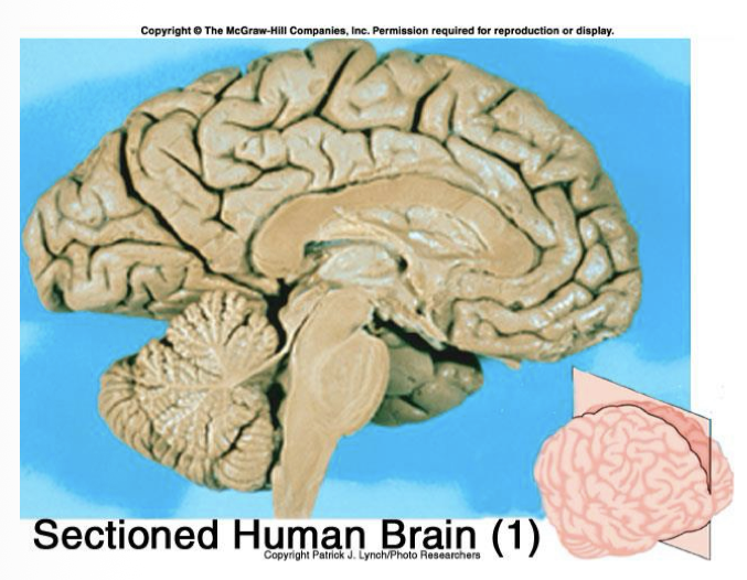 <p>Divides body into right and left</p>