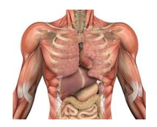 <p>The study of one organ system, such as the cardiovascular, nervous, or muscular system.</p>