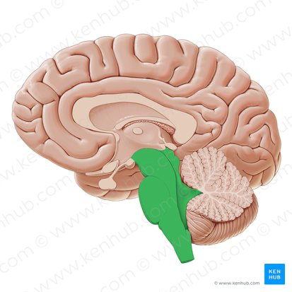 <p>Brainstem</p>