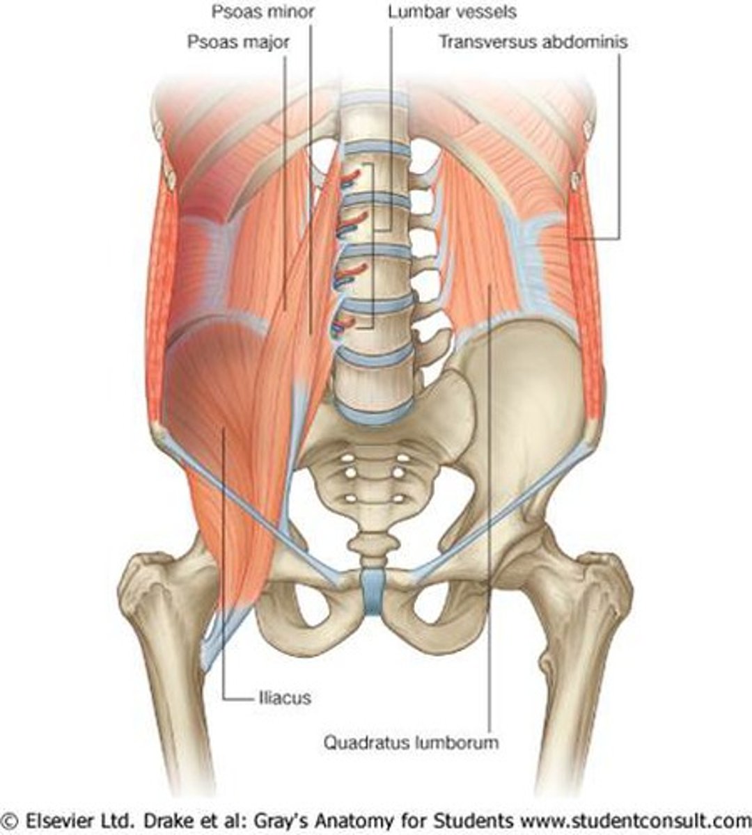 <p>what are the muscles of the posterior abdominal wall? </p>