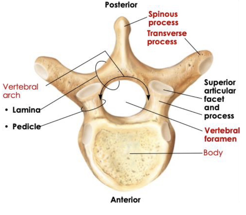 <p>Cervical: Small oval body, large vertebral foramen</p><p>Thoracic: Heart shaped body, smaller vertebral foramen, large transverse process</p><p>Lumbar: Large oval body, triangular vertebral foramen, small transverse</p>