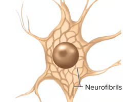 <p>neurofibrils</p>