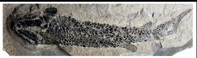 <ul><li><p>Devonain </p></li><li><p>UK, Scotland </p></li></ul><p></p>