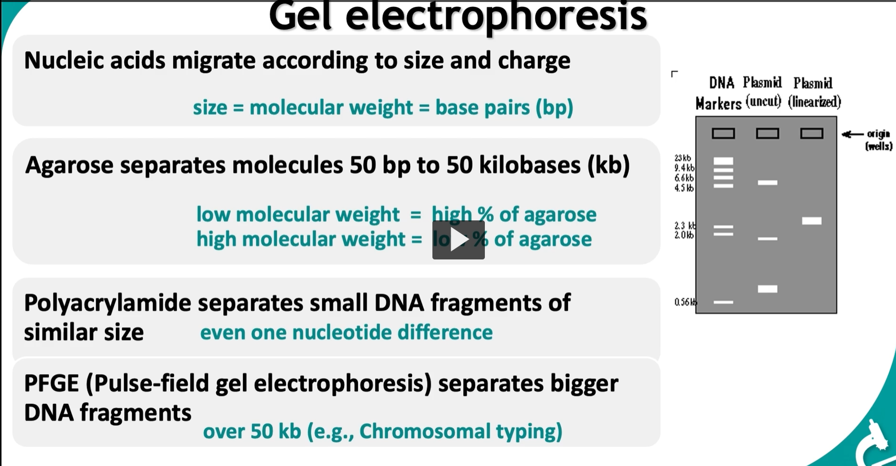 <p>AFTER, DNA extraction, the next step is assessing nucleic acid <strong>quality </strong>and <strong>fragment size</strong>. </p><p><strong>Gel electrophoresis</strong>: <u>using electricity (electrophoresis)</u> to<strong> separate DNA</strong> based on <strong>size</strong> AND <strong>charge.</strong> </p><p>Why DNA moves </p><ul><li><p>DNA has a <strong>negative charge</strong> (because of phosphate groups)</p></li><li><p>When electricity is applied:</p><ul><li><p>DNA moves toward the <strong>positive electrode</strong></p></li></ul></li></ul><p>What determines movement? 1. <strong>Size (most important)</strong> </p><ul><li><p><strong>Smaller fragments → move faster → travel farther</strong></p></li><li><p><strong>Larger fragments → move slower → stay near the top</strong></p></li></ul><p> That’s why: Distance traveled ∝ <strong>inverse of size</strong></p><p>The gel = molecular sieve </p><p>Think of the gel like a <strong>mesh/net</strong>:</p><ul><li><p>Small DNA → slips through easily</p></li><li><p>Large DNA → gets slowed down</p></li></ul><p><u>different types of gels</u></p><p><u>Agarose gel (most common) Range: </u></p><ul><li><p>Separates <strong>~50 bp to 50 kb</strong></p></li></ul><p> Key concept: </p><ul><li><p><strong>Higher % agarose → tighter mesh → better for small DNA</strong></p></li><li><p><strong>Lower % agarose → looser mesh → better for large DNA</strong></p></li></ul><p> Easy memory: Tight gel= small DNA</p><p><u>Polyacrylamide gel </u></p><p>Used for:</p><ul><li><p><strong>Very small fragments</strong></p></li><li><p>Can detect <strong>1 nucleotide difference</strong></p></li></ul><p>→ Much higher resolution than agarose</p><p>Used in:</p><ul><li><p>sequencing</p></li><li><p>SNP analysis</p></li></ul><p><u>PFGE (Pulse-Field Gel Electrophoresis) </u></p><ul><li><p><strong>Very large DNA (>50 kb)</strong></p></li></ul><p>How it works:</p><ul><li><p>Electric field <strong>changes direction periodically</strong></p></li><li><p>Forces large DNA to <strong>reorient and separate</strong></p></li></ul><p>→ Used in: <strong>chromosomal typing</strong></p><p></p>