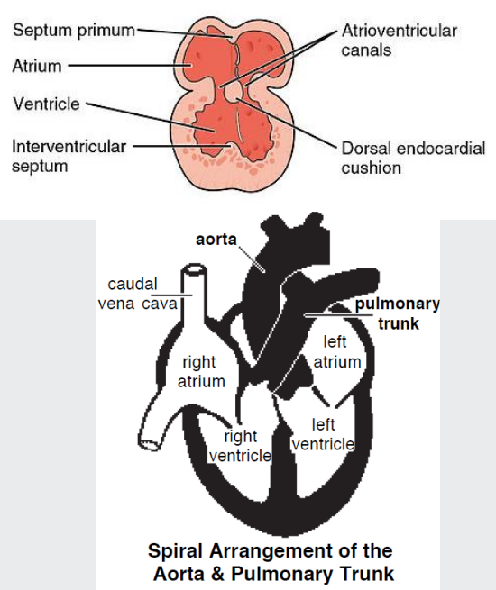 <p>At this stage:</p><p></p><p>The embryonic (primitive) ventricle = left ventricle</p><p>The embryonic bulbus cordis =right ventricle</p><p></p><p>As the ventricles expand, the interventricular septum elongates towards the endocardial cushions</p>