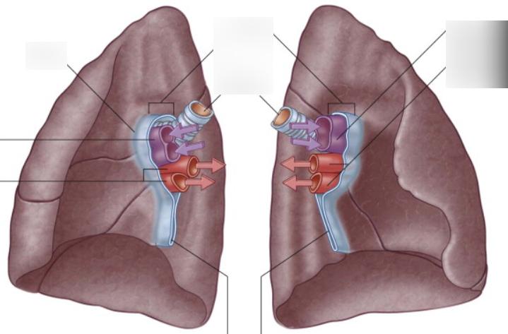<p><span style="background-color: transparent;">An area at the medial surface of each lung that allows vessels to enter and exit</span></p>