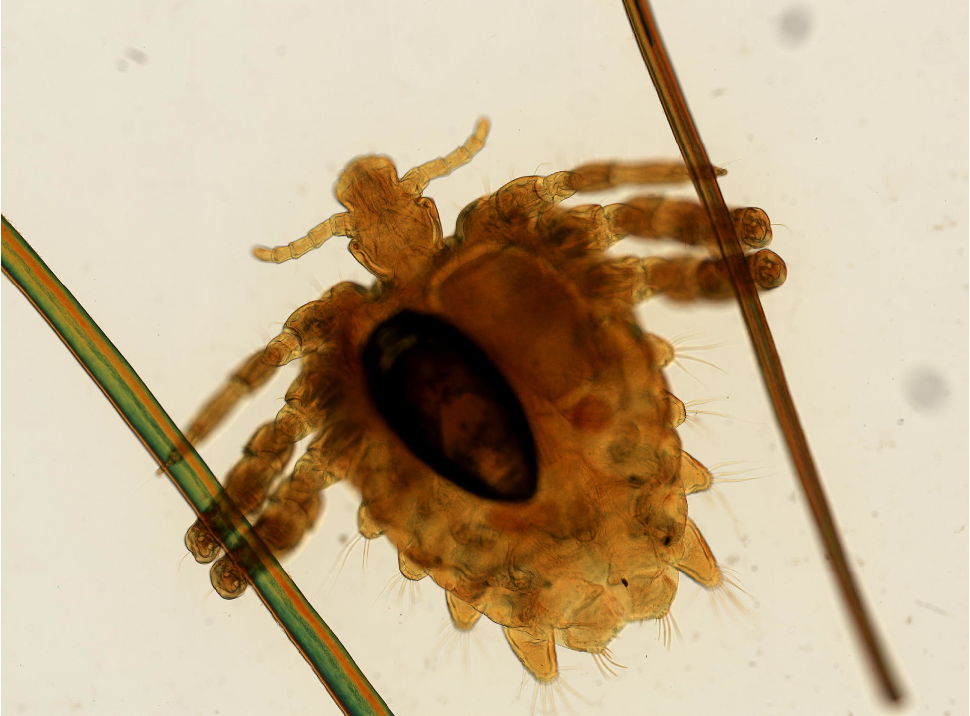 <p>(Might be on exam) </p>