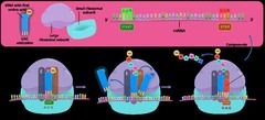 <p>Synthesis of proteins from mRNA sequence.</p>