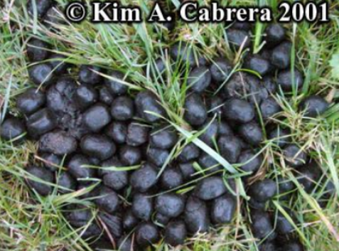 <p>ungulates, rabbits, squirrels, chipmunks, porcupines, beaver dookie shape</p>