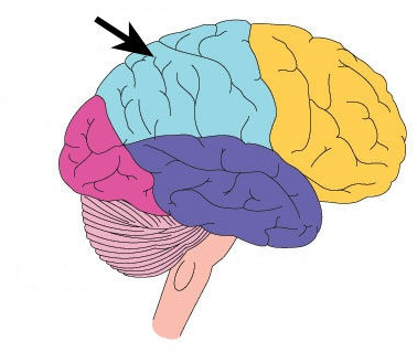 <p><span>receives sensory input for touch and body position</span></p>