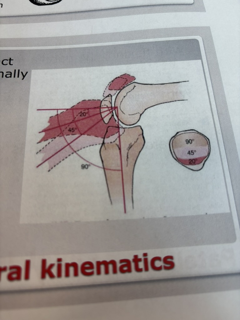 <p>- area of contact moves proximally as the patella moves into flexion</p><p>- alters patellofemoral joint stress</p>