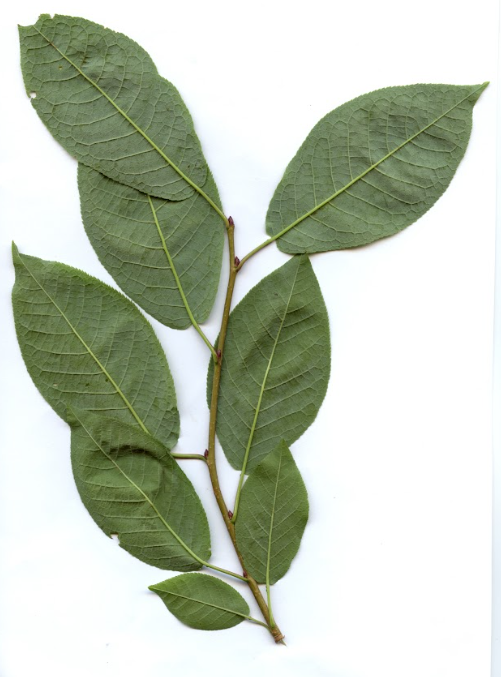 <p>Prunus padus - čremsa </p><p>Rosaceae - rožnice </p>