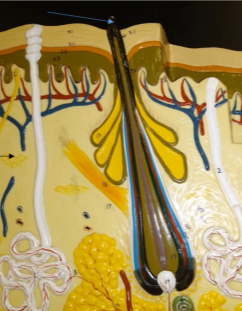 <p>What is the blue arrow pointing at?</p>