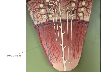 <p>loop of henle</p>