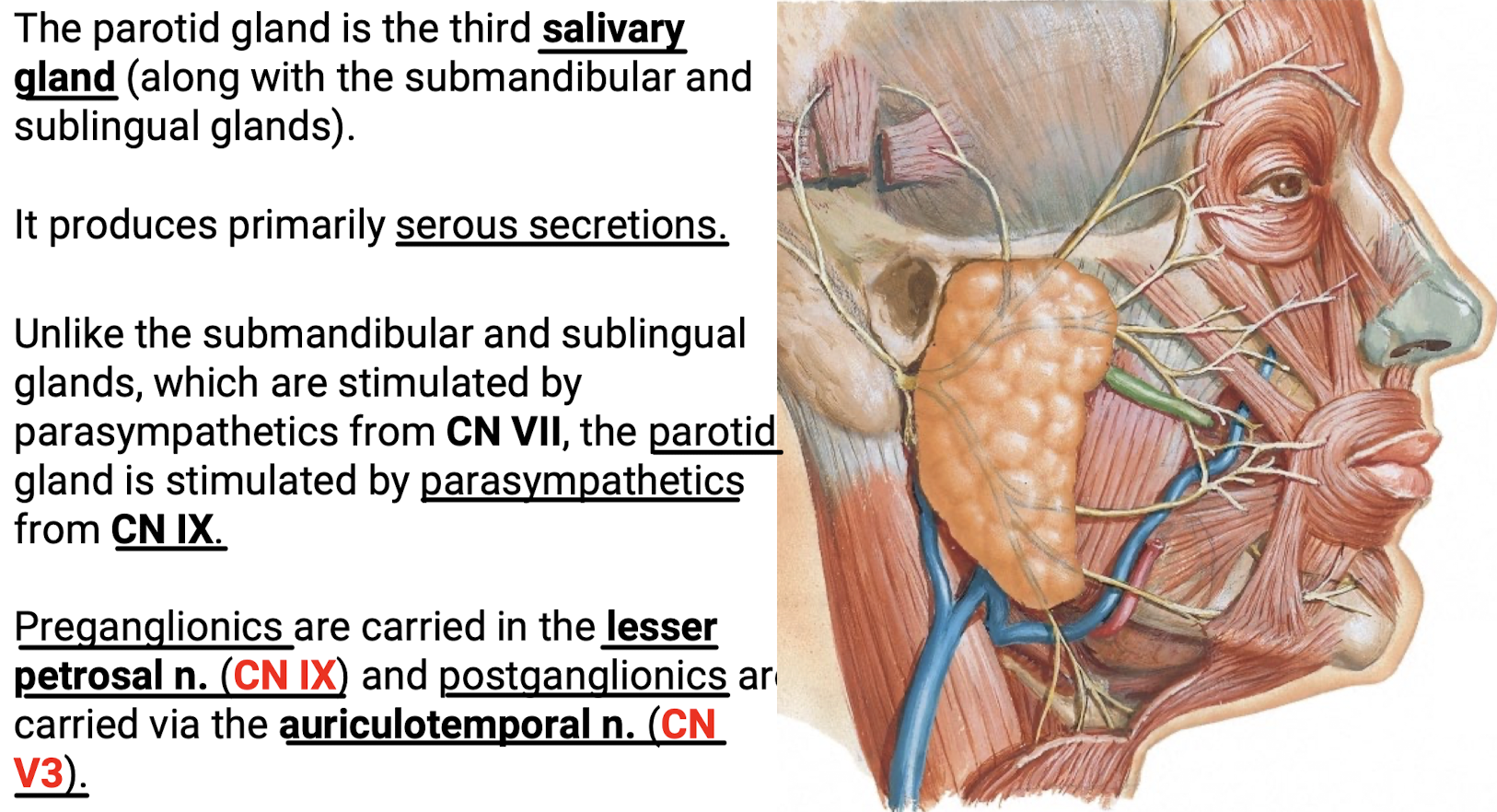<p>Serous secretions. Stimulated by parasympathetics from CN IX (lesser petrosal n.) carrying the preganglionics with CN V3 carrying the postganglionics (auriculotemporal n.).</p>
