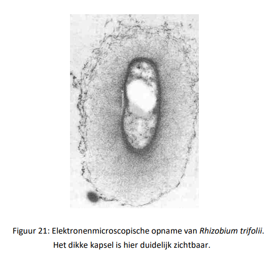 <ul><li><p>heel wat bacteriën secreteren aan hun oppervlak een slijmerige laag, die naargelang de bacteriesoort dik of dun kan zijn</p></li><li><p>deze laag bestaat meestal uit polysacchariden en soms uit eiwitten</p></li><li><p>deze slijmerige laag wordt de glycocalyx genoemd</p></li><li><p>indien de glycocalyx mooi begrensd en stevig van structuur is, wordt het benoemd met de term kapsel</p></li><li><p>indien de glycocalyx vaag begrensd en los van structuur is, wordt het de slijmlaag genoemd</p></li><li><p>de glycocalyx heeft meerdere functies</p></li></ul><p></p>