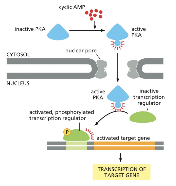 <p>cyclic AMP activates PKA which enter nucleus through nuclear pore. PKA then phosphorylates/activates transcription regulator which leads to transcription of target gene</p>