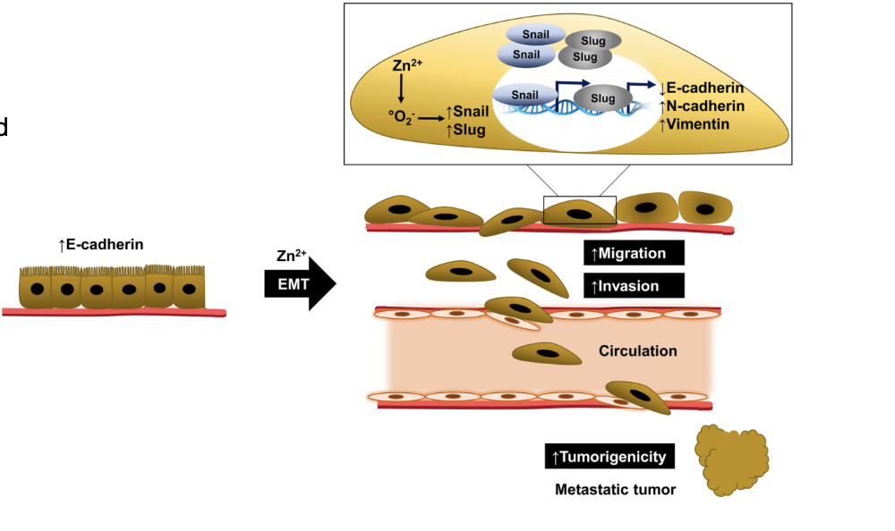 <p>EMT (&amp; MET) regulated primarily by non- genetic mechanisms, including transcriptional and post-transcriptional mechanisms</p><p></p>