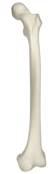 <p>Name the bone and its chirality (left vs right?)</p>