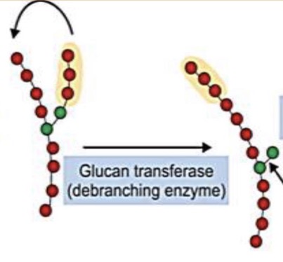 <p>Glucan transferase</p>