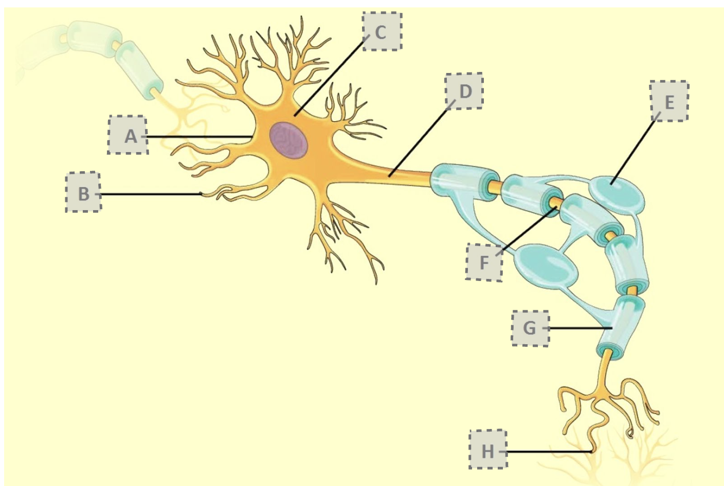 <p>Cell membrane</p>