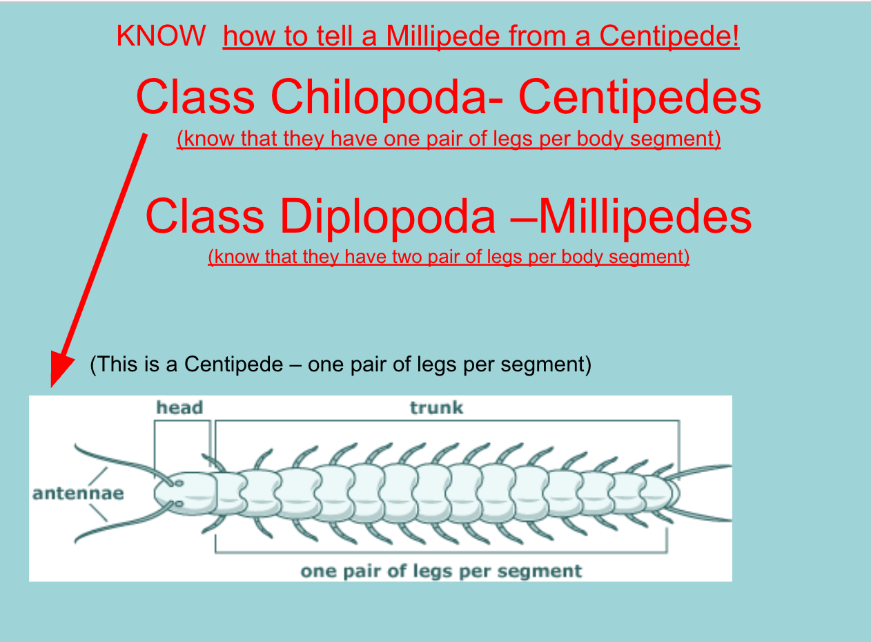 <p><span style="background-color: transparent;">Class Chilopoda- Centipedes <br><u>(know that they have one pair of legs per body segment)<br></u><br>Class Diplopoda –Millipedes<br><u>(know that they have two pair of legs per body segment)</u><br><br></span></p>