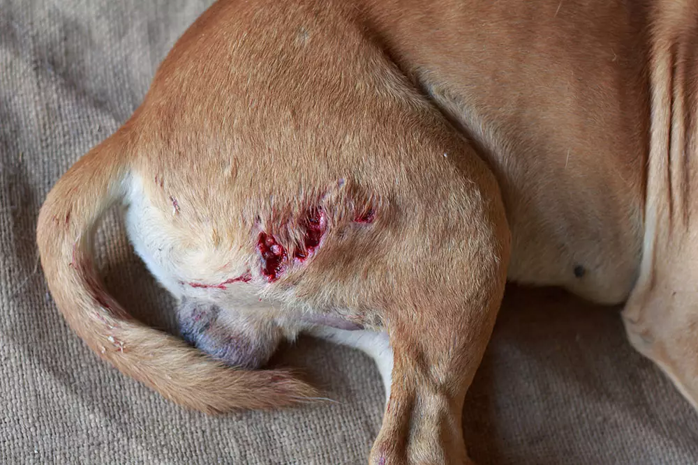 <p>locate this injury</p>