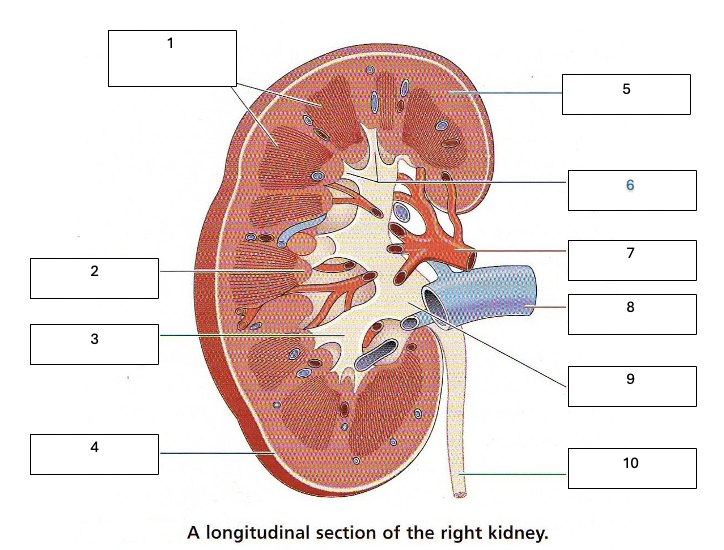 <p>Label the internal structures of the kidney.</p>