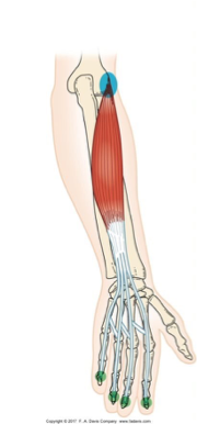<p>slips into 4 tendons</p><p>extends the DIP, PIP, and MCP</p><p>ex: typing, swiping up on phone</p>