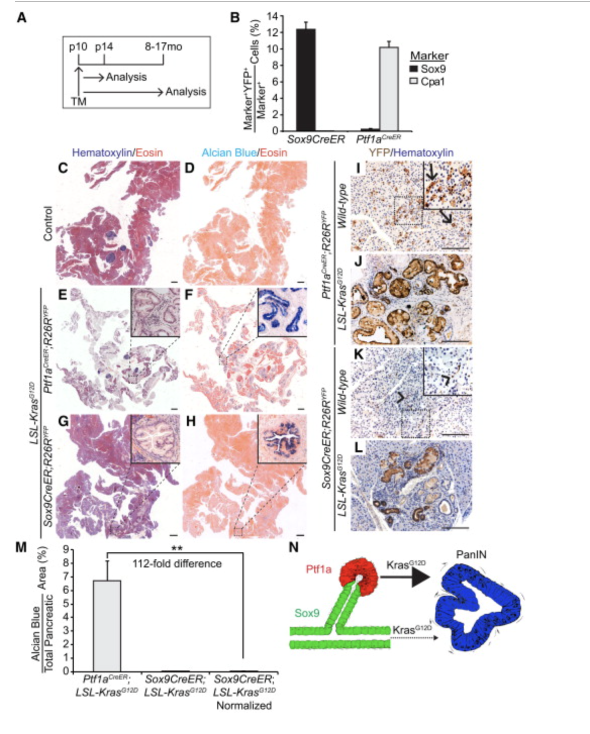 <p>Which cells look better in figure 2 ptf1a or sox9?</p>