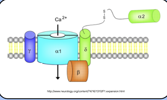 <p><span style="font-family: "Helvetica Light";">- VGCCs don’t act alone—instead, they form large multimeric complexes with several β subunits.</span></p><p style="text-align: center;"><span style="font-family: "Helvetica Light";">&nbsp;- VGCC a subunits are accompanied by β, γ, and an α<sub>2</sub>-δ subunit—the details of these interactions are not fully understood.</span></p>