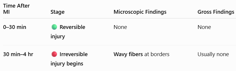 <p><span style="background-color: transparent; font-family: "Times New Roman", serif;"><strong>30 min – 4 hours:</strong> Irreversible injury begins. <strong>Micro:</strong> Wavy fibers at borders.</span></p>
