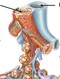 <p>Travel and branch with airways, carry deoxygenated blood towards alveoli (blue)</p>