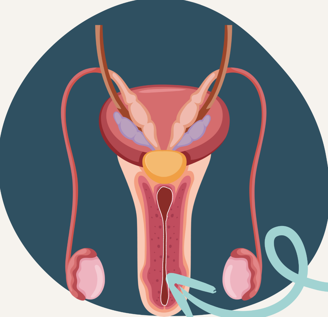 <p>passageway of both urine from urinary bladder and semen from the glands</p>