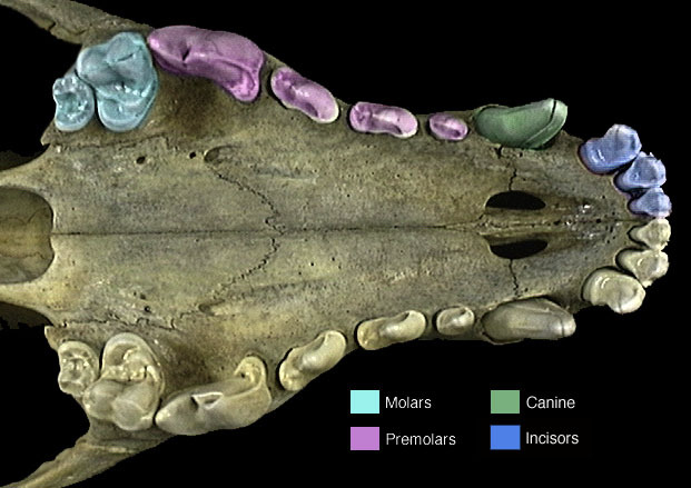 <p>Heterodont (humans are this)</p>