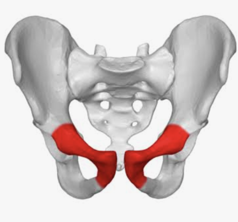 <p>Which bone is this?</p>