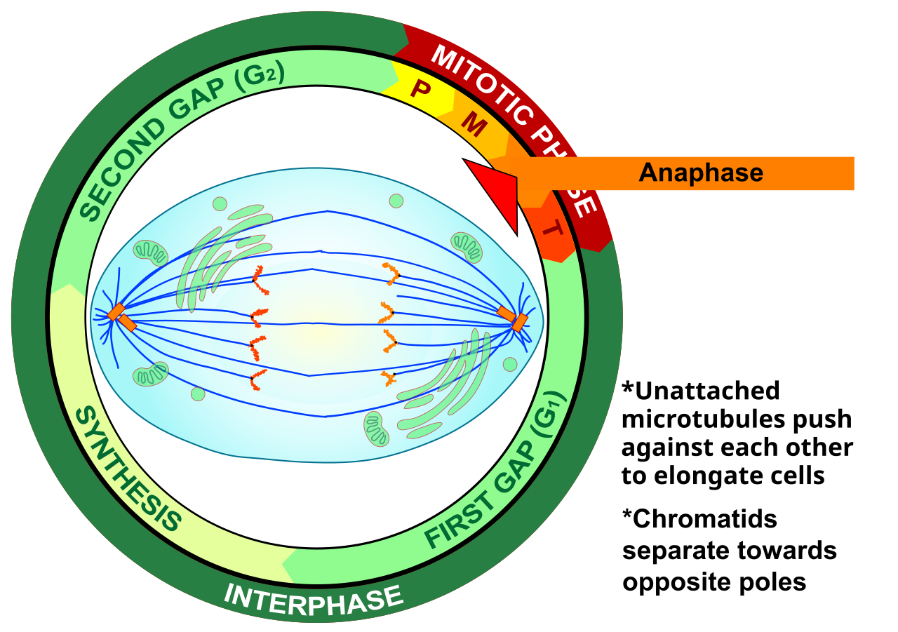 <p>Anaphase</p>