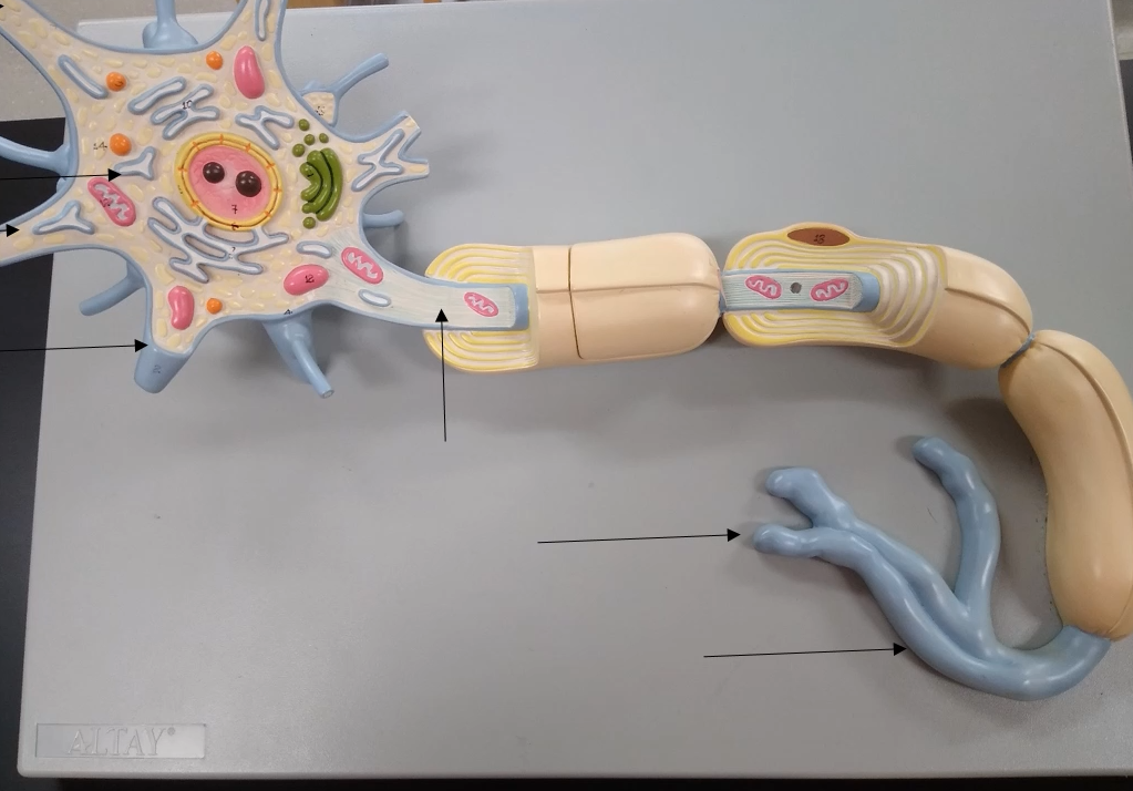 <p>What are the blue long things on the end of the neuron?</p>