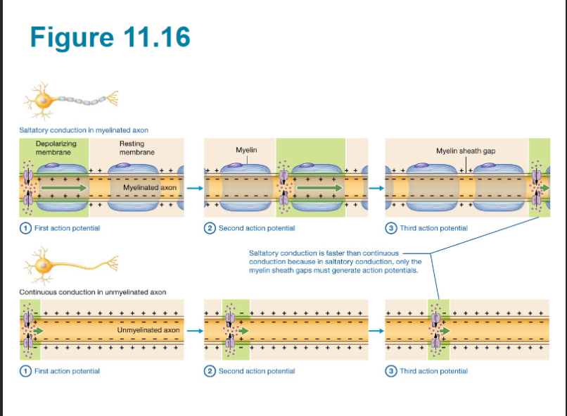 <p><span style="background-color: transparent;">&nbsp;if there is no myelin sheath <strong>continuous conduction</strong> occurs where the action potential must be created all the way down the&nbsp; Axon</span></p>