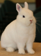 <p>welk type konijn is dit</p>