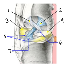 <p>5 (femorotibial joint)</p>