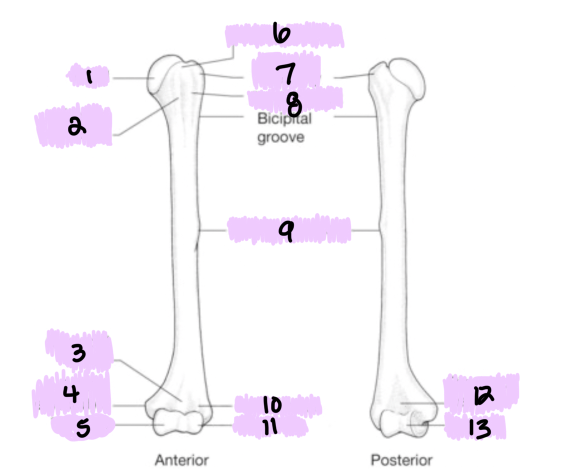 <p>What is 11?</p>