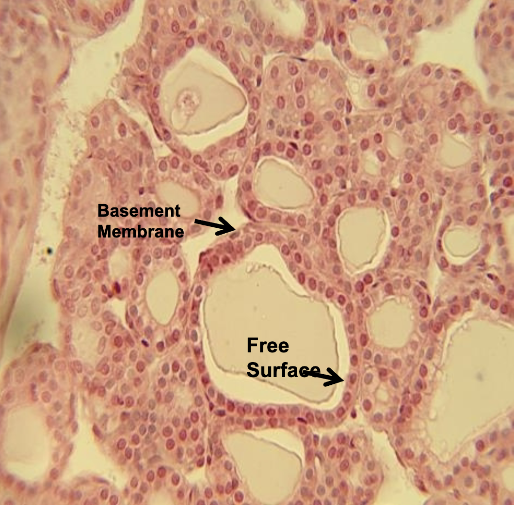 <p>What epithelial tissue is this?</p>