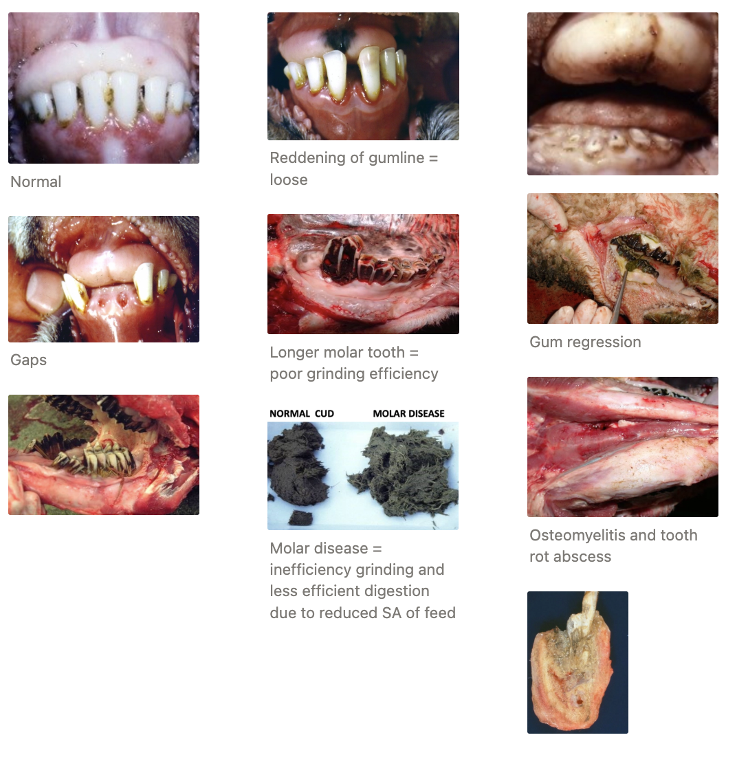 <p><u>Importance:</u> Major reason for culling as important cause of ill-thrift</p><p><u>Function:</u></p><ul><li><p><strong>Incisors</strong> = Cut grass with dental pad</p></li><li><p><strong>Molars</strong> = Flat surface for grinding</p></li></ul><p><u>Diagnosis:</u> Easy to examine incisors</p><ul><li><p>Impossible to examine molars due to sharp cheek teeth, narrow dental arcade and tight cheek muscles</p></li><li><p>Severe → Palpable osteomyelitis and tooth root abscess</p></li></ul><p><u>Treatment:</u> Revise culling policy</p>