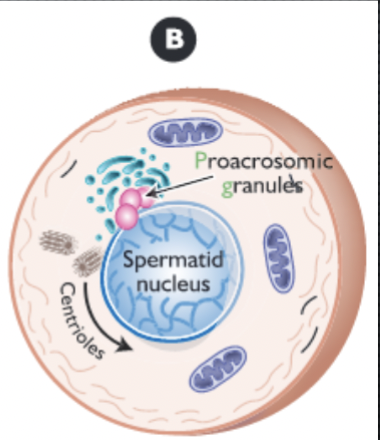 <ul><li><p>proacrosomic granules form and fuse</p></li><li><p>centroles migrate to base of nucleus</p></li></ul><p></p>