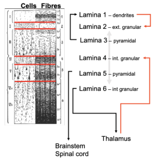 <ul><li><p><span style="background-color: transparent;">Cortex forms the outer surface of the forebrain (grey matter)</span></p></li><li><p><span style="background-color: transparent;">6 distinct layers (‘laminae’). →&nbsp;</span></p><ul><li><p><span style="background-color: transparent;">Different cell types that receive specific inputs and send specific outputs&nbsp;</span></p></li><li><p><span style="background-color: transparent;">Layer 4 is the main input site&nbsp;</span></p></li><li><p><span style="background-color: transparent;">Layers 5 and 6 are the main output structures&nbsp;</span></p></li></ul></li><li><p><span style="background-color: transparent;">Cortex covers the other “subcortical” forebrain structures.</span></p></li><li><p><span style="background-color: transparent;">Inputs and outputs are layer-specific</span></p></li></ul><p></p>