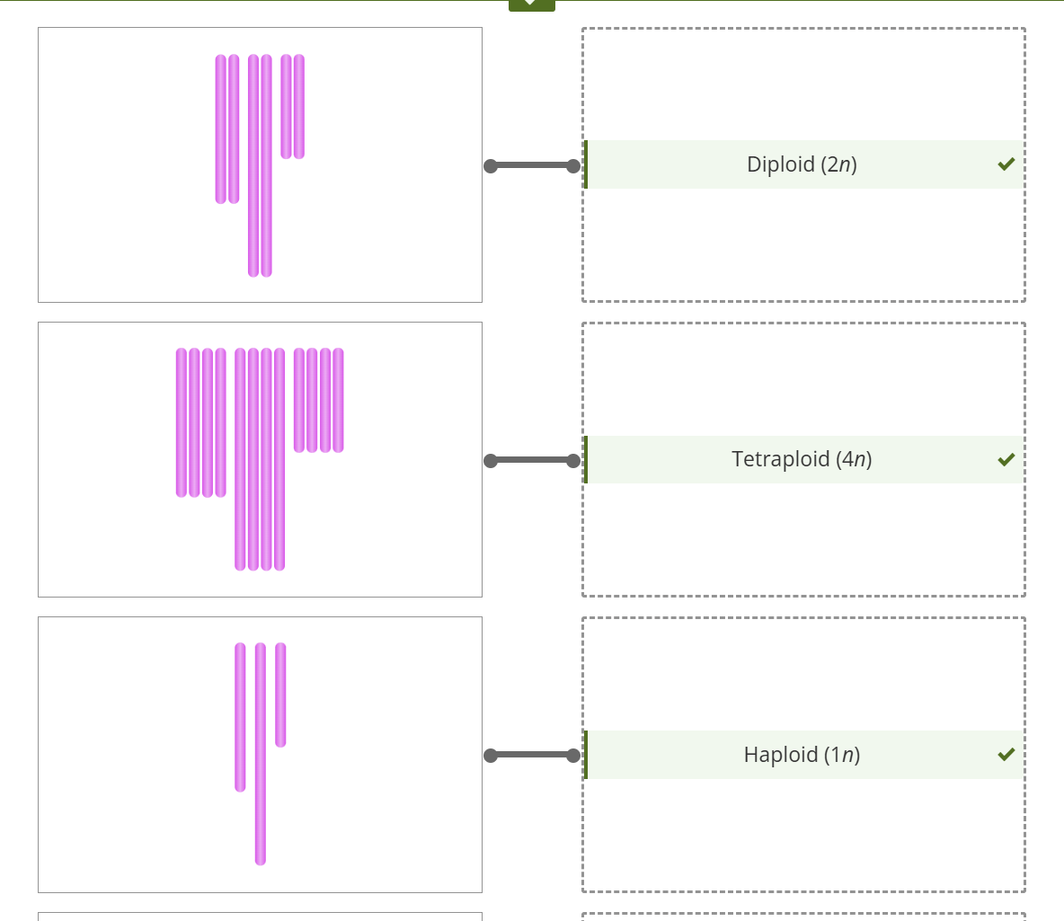 <p>23 </p><p><span><strong>Haploid, n</strong></span><br><span><strong>Ploidy</strong>, n, haploid </span></p><p><span>two, 46 </span></p><p><span><strong>diploid</strong> (2<em>n</em> = 46) </span></p><p><span> <strong>haploid</strong></span></p><p>n = 7 </p><p>8n</p><p><span>7 x 8 = 56 total </span></p><p><strong>Haploid</strong></p><p>Ploidy (<strong>number of each type of chromosome present)</strong></p><p>n=3</p><p>dipolid 2n</p><p>treapoliod 4n</p><p>halpid 1n</p><p><strong>Haploid x </strong>Ploidy </p>